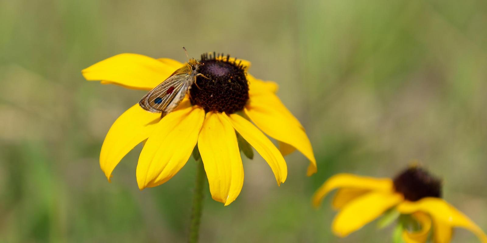 Assiniboine Park Conservancy_Poweshiek release.jpg (93 KB)